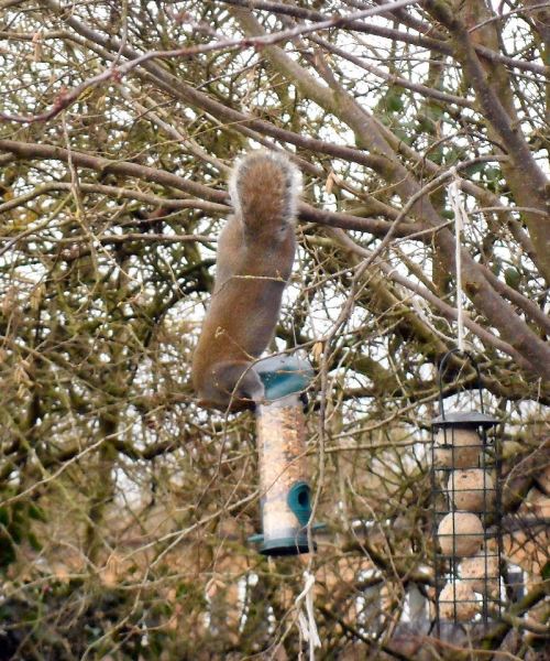 Grey Squirrel raiding the bird feeder